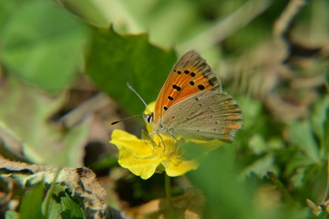 Fototapeta na wymiar farfalla 