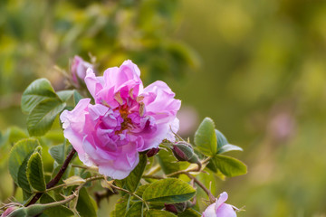 Bulgarian pink rose in a garden