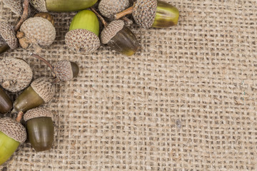 autumn template with acorns