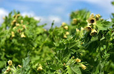Henbane