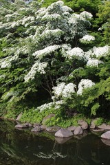 白い花咲くヤマボウシ