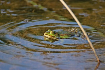 Teichfrosch mit Schallwellen
