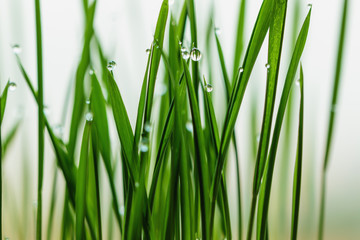 Fototapeta na wymiar Grass green with dew drops