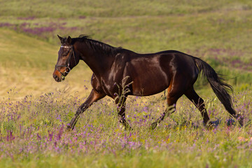 Bay beautiful horse trotting on flower field