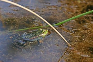 Schwimmender Teichfrosch 
