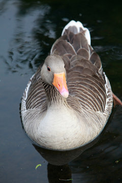 Greylag Goose in a lake