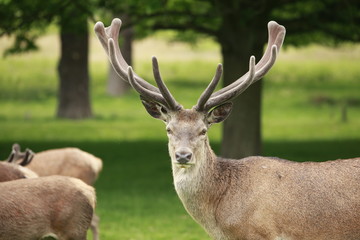 Red Deer stag displays its antlers
