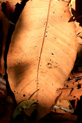 Dried leaves