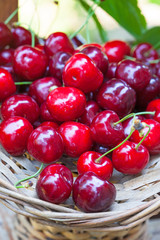 Basket full of juicy red cherries 