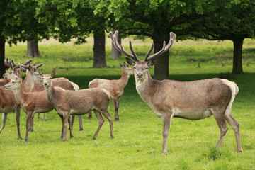 Red deer stag and a herd of does grazing in a meadow field