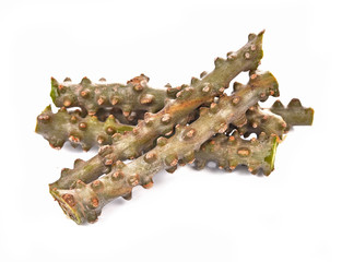 Tinospora cordifolia isolated on white backgrond