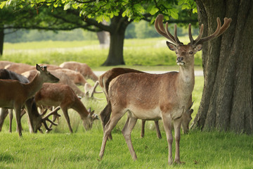 Naklejka na ściany i meble Red deer stag and a group of foes grazing in a meadow field