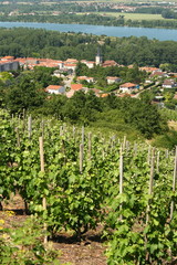 Fototapeta na wymiar Vignes Saint-Pierre-de-Boeuf Vallée du Rhône France