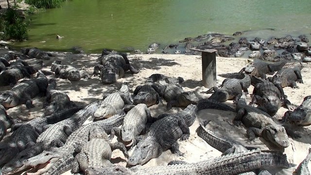 Feeding of American alligators in the Everglades Alligator Farm. Florida, USA.