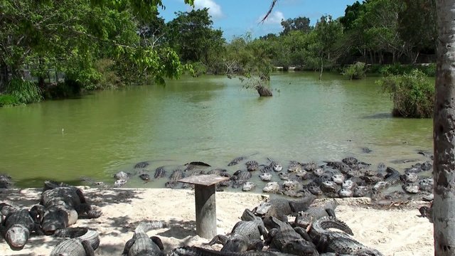 Feeding of American alligators in the Everglades Alligator Farm. Florida, USA.