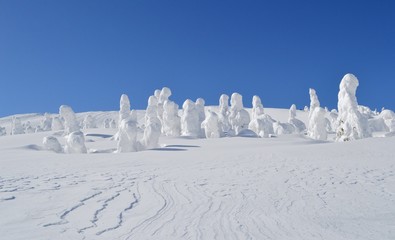 蔵王の樹氷群