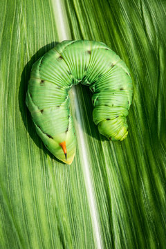 big sphinx caterpillar - agrius convolvuli caterpillar