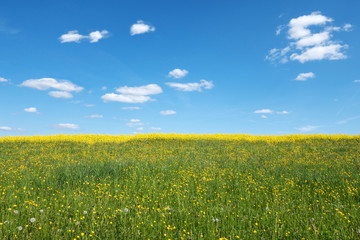 Gelbe Frühlingswiese mit dahinterliegendem Rapsfeld