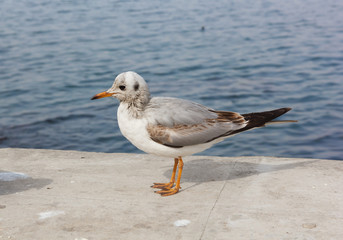 Fototapeta na wymiar Seagull walking on the pier of the Black Sea. Crimea. Sevastopol