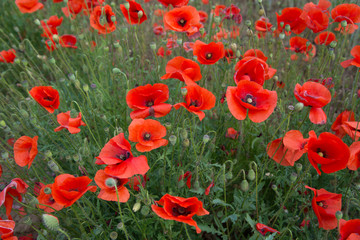 Naklejka premium Mohnblumenwiese