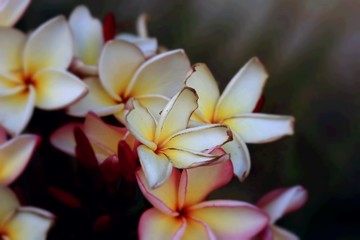 Frangipani flower