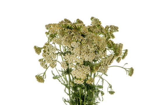 Achilea millefolium