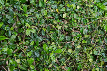 Natural green leaf texture