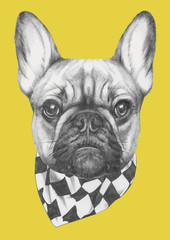 Hand drawn portrait of French Bulldog with scarf. Vector isolated elements.