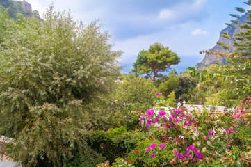 vegetation on the shore