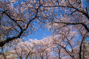 Obraz premium Pink sakura