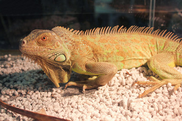 iguana