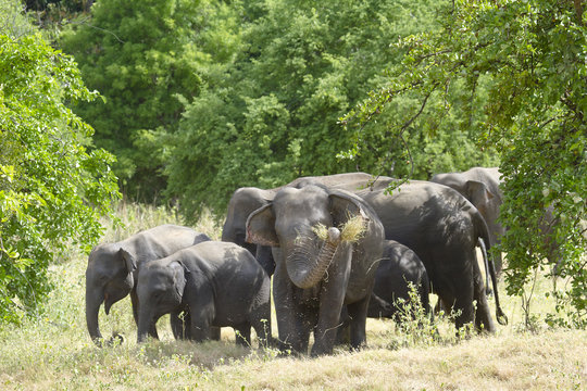 Wild Asian Elephant In Minneriya National Park, Sri Lanka