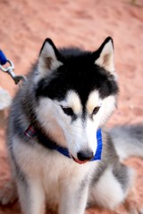 Obraz premium Siberian dog