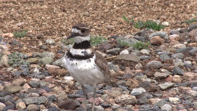 Cute Killdeer