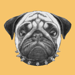 Hand drawn portrait of Pug Dog with collar. Vector isolated elements.