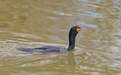 The cormorant is swimming