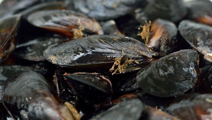 Clams