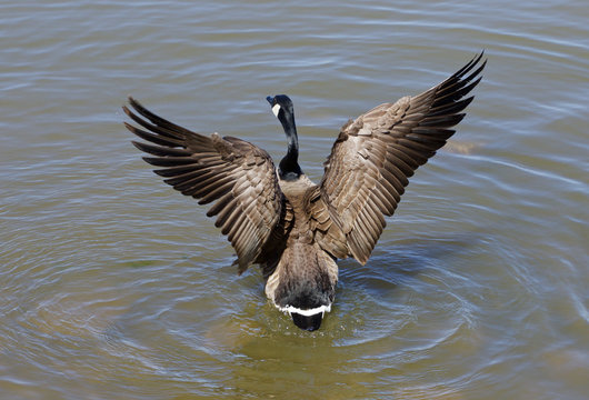 The wings of a goose