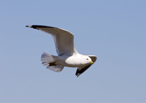 The flying gull's close-up