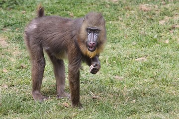 Portrait of a mandrill