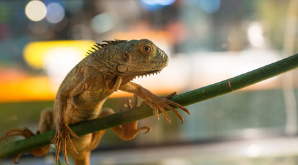 Iguana su ramo