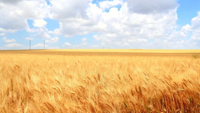 Ripe wheat field, blue sky, white clouds (4K)
