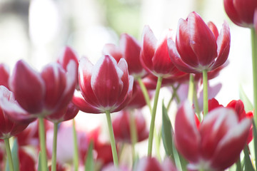 Fresh colorful tulips.