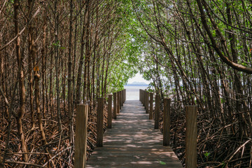 Walkway in Mangrove forest, chantaburi, Thailand