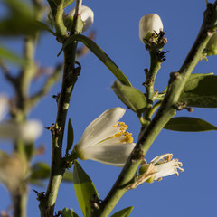 Chinotto Blüte