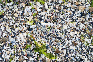 seashells and algae