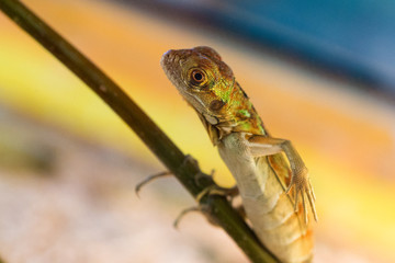 Piccola iguana su ramo