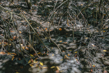 Mangrove forest