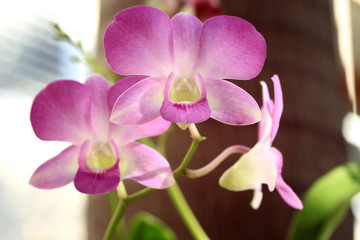blurred pink orchid flowers
