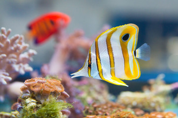 Pesce farfalla tropicale
